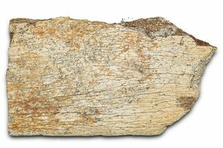 Dinosaur (Triceratops) Frill Shield Section - Montana #338935
