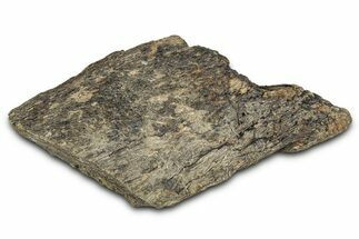 Dinosaur (Triceratops) Frill Shield Section - Montana #338937
