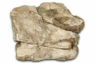 Dinosaur (Triceratops) Frill Shield Section - Montana #338940