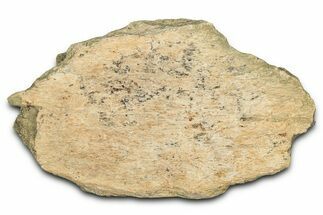 Dinosaur (Triceratops) Frill Shield Section - Montana #338941