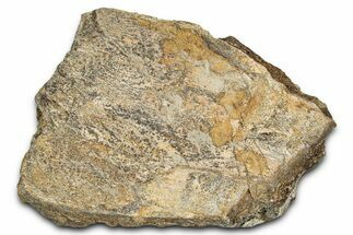 Dinosaur (Triceratops) Frill Shield Section - Montana #338948