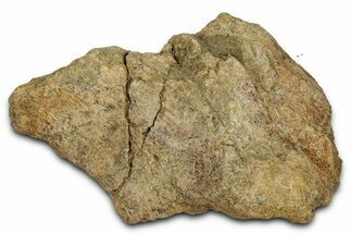 Dinosaur (Triceratops) Frill Shield Section - Montana #338953