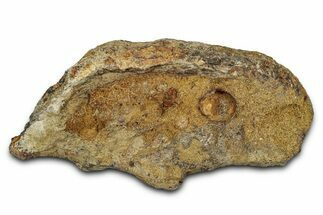 Dinosaur (Triceratops) Frill Shield Section - Montana #338955
