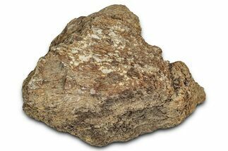 Dinosaur (Triceratops) Frill Shield Section - Montana #338956