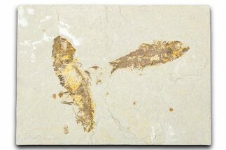 Plate of Two Fossil Fish (Knightia) - Wyoming #334398