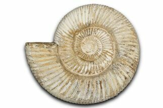 Jurassic Ammonite (Perisphinctes) Fossil - Madagascar #337696