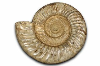 Polished Jurassic Ammonite (Kranosphinctes) - Madagascar #337703