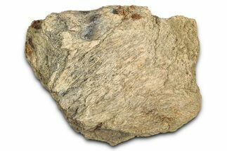 Dinosaur (Triceratops) Frill Shield Section - Montana #338882
