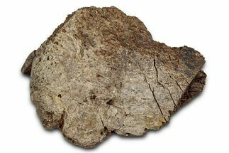 Dinosaur (Triceratops) Frill Shield Section - Montana #338895