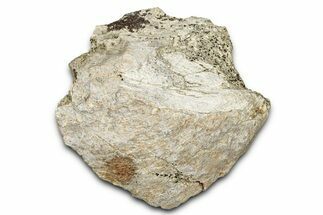 Dinosaur (Triceratops) Frill Shield Section - Montana #338916