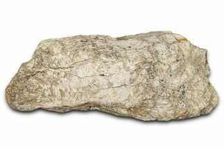 Dinosaur (Triceratops) Frill Shield Section - Montana #338918