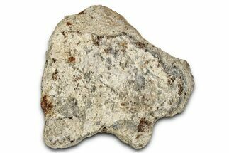 Dinosaur (Triceratops) Frill Shield Section - Montana #338919