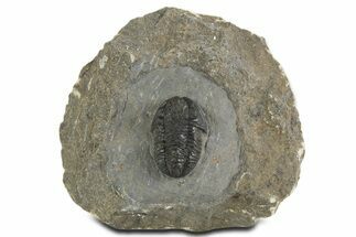 Detailed Proetid (Gerastos) Trilobite Fossil - Morocco #340248