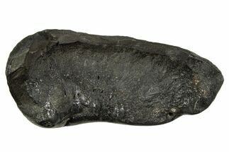 Huge Fossil Whale Ear Bone - South Carolina #340177