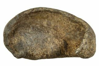 Large Fossil Whale Ear Bone - South Carolina #340181
