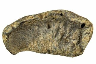 Huge Fossil Whale Ear Bone - South Carolina #340185