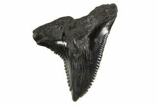 Huge, Snaggletooth Shark (Hemipristis) Tooth - South Carolina #340307