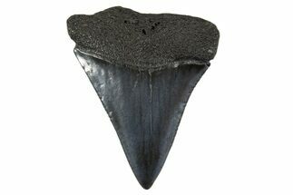 Fossil Great White Shark Tooth - South Carolina #340324