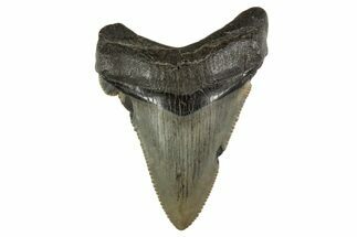 Serrated Angustidens Tooth - Megalodon Ancestor #340332