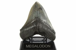 Fossil Megalodon Tooth - South Carolina #340276