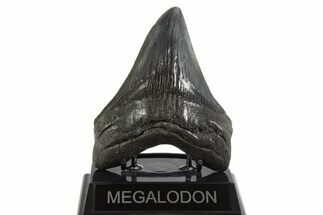 Fossil Megalodon Tooth - South Carolina #340281