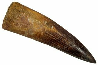 Fossil Spinosaurus Tooth - Real Dinosaur Tooth #340337