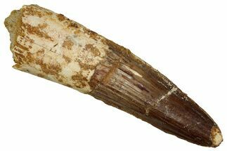 Fossil Spinosaurus Tooth - Real Dinosaur Tooth #340343