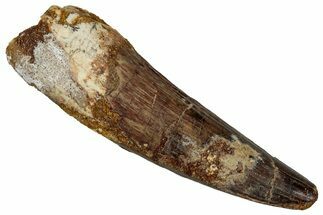Fossil Spinosaurus Tooth - Real Dinosaur Tooth #340376