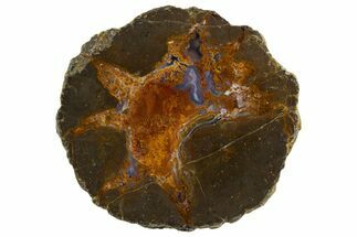 Colorful Polished Thunderegg Half - Nevada #337828