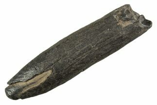 Fossil Pygmy Sperm Whale (Kogiopsis) Tooth - South Carolina #340756