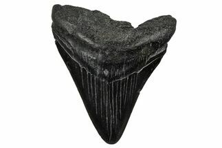 Juvenile Megalodon Tooth - South Carolina #340643