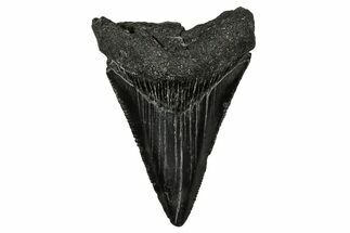 Serrated, Juvenile Megalodon Tooth - South Carolina #340736