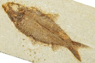 Detailed Fossil Fish (Knightia) - Wyoming #340767