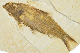 Detailed Fossil Fish (Knightia) - Wyoming #340779
