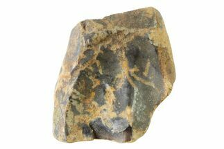 Fossil Dinosaur (Triceratops) Shed Tooth - Montana #339793