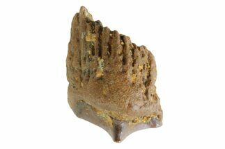 Fossil Dinosaur (Triceratops) Shed Tooth - Montana #339799