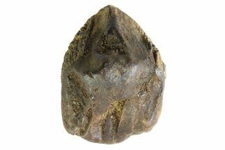 Fossil Dinosaur (Triceratops) Tooth - Montana #339808