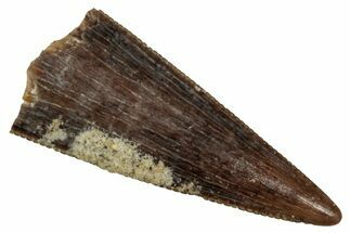 Serrated, Fossil Theropod (Richardoestesia) Tooth - Montana #341017