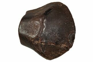 Fossil Nodosaurid (Denversaurus) Tooth - Montana #341028