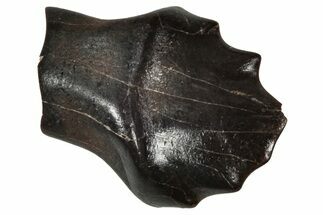 Fossil Nodosaurid (Denversaurus) Tooth - Montana #341036