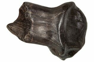 Ankylosaur & Nodosaur For Sale