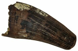 Fossil Raptor (Paronychodon?) Tooth - Montana #341042