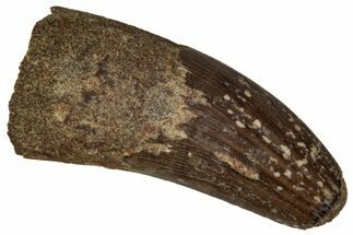 Fossil Raptor (Paronychodon?) Tooth - Montana #341043