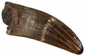 Fossil Raptor (Paronychodon?) Tooth - Montana #341053