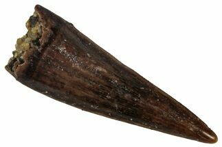 Serrated, Fossil Theropod (Richardoestesia) Tooth - Montana #341065