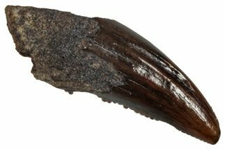 Fossil Theropod (Acheroraptor?) Partial Tooth - Montana #341073