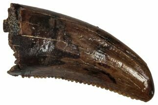 Serrated, Dromaeosaurid Theropod (Acheroraptor?) Tooth - Montana #341076