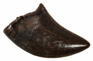 Serrated, Dromaeosaurid Theropod (Acheroraptor?) Tooth - Montana #341078