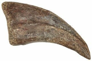Fossil Alvarezsaurid Theropod (Trierarchuncus) Foot Claw - Montana #341080
