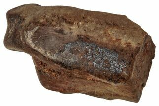 Fossil Tyrannosaur Tooth Fragment - Montana #341088